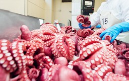 Mặt hàng Việt quen thuộc kỳ vọng thu 700 triệu đô, được Hàn, Nhật mua mạnh: Chìa khóa phát triển bền vững