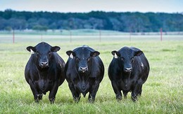 Nhà sáng lập xúc xích Đức Việt muốn làm tổ hợp năng lượng, nuôi bò 5 tỷ USD ở Quảng Ninh