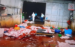 Triệt phá đường dây giết mổ, buôn bán hàng tấn thịt lợn bệnh: Hoạt động rất tinh vi
