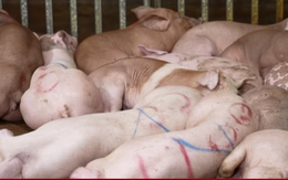 Phá đường dây giết mổ lợn bệnh rồi bán khắp các chợ, nhà hàng Hà Nội