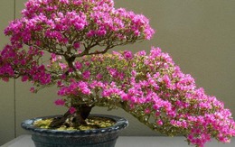 Ngày càng ít người trồng đỗ quyên trong nhà, 3 lý do nghe xong phải gật gù đồng ý