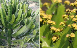 Người giàu bí mật trồng 6 cây trong nhà: Đuổi tà khí, hút tiền tài, con cháu "thơm lây"