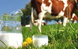 Trung Quốc không cho phép dùng sữa hoàn nguyên làm sữa tiệt trùng, ngành sữa Việt Nam cần chú ý