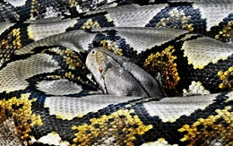 Thảm kịch ở đảo du lịch Đông Nam Á: Tìm thấy thi thể người đàn ông trong bụng con trăn dài gần 9 mét