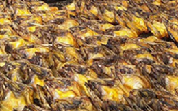 Duy nhất Việt Nam thu tỷ USD từ mặt hàng này - là thứ VN chiếm 95% thị phần toàn cầu, đang thay đổi chiến lược để tăng biên lợi nhuận