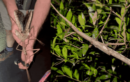 Phát hiện loài côn trùng khổng lồ mới nặng nhất từ trước tới nay