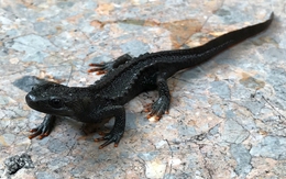 Ở độ cao hơn 1.000m, “kho báu sống” của Việt Nam đứng trước nguy cơ biến mất