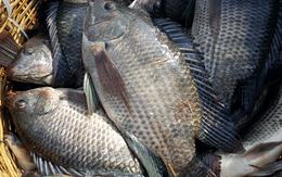 Đi chợ thấy bán cá này nhất định phải mua ngay: Bổ hơn cá hồi mà giá rẻ chỉ bằng 1/4, chợ Việt thường có nhiều