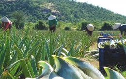 Từ cát nóng thành "vàng xanh": Việt Nam sở hữu loài cây "đổi đời" người nông dân, xuất khẩu hơn 20 nước