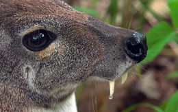 Loài vật quý hiếm chỉ còn dưới 50 cá thể ở Việt Nam: Cặp răng nanh như kiếm nhưng hiền lành đến khó tin
