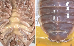 Loại hải sản "nhà giàu" cực đáng sợ ngay tại Việt Nam: Giá lên tới 4 triệu/con nhưng người khen kẻ chê