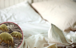 Hai món đồ trên giường là ổ vi khuẩn, bẩn dai dẳng nhưng 80% người dùng bỏ qua việc vệ sinh