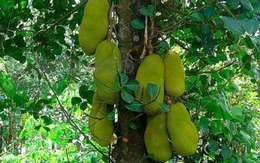 4 loại cây trồng trước nhà giúp tụ lộc, giữ vượng khí, gia chủ phất như diều gặp gió