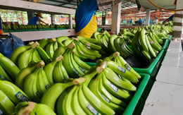 Không phải sầu riêng, 'siêu trái cây' của Việt Nam được Nhật Bản ngày càng ưa chuộng: Sắp hưởng ưu đãi thuế 0%, xuất khẩu tăng 14 lần