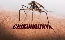Nguy cơ bệnh Chikungunya xâm nhập Việt Nam, Bộ Y tế ra cảnh báo