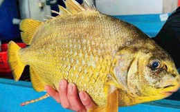 Loài cá dai thịt, không tanh mà lại ít béo, toàn sống ở vùng nước sạch: Từng có giá 2 triệu đồng/kg mà vẫn tranh nhau mua