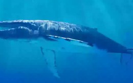 Cá voi xanh đang im lặng: Lời cảnh báo đáng sợ cho nhân loại