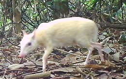 “Báu vật sống” của rừng: Việt Nam ghi nhận cá thể bạch tạng quý hiếm, nằm trong Sách Đỏ