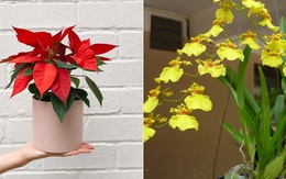 7 loại hoa phong thủy nên trồng trước cửa nhà – càng nở rộ càng hút tài lộc