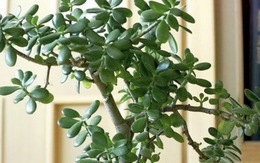 Không phải lưỡi hổ hay kim tiền, đây mới là cây “bảo vệ cửa ngõ”, xua tà giữ lộc, trồng 1 chậu như sở hữu 5 két vàng