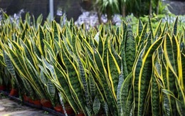 Cây cảnh được ví như 'bùa hộ mệnh', thân trữ nước, lá hút tài vươn thẳng như kiếm, bỏ xó vẫn sống ngon lành