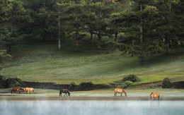 Savills: Đà Lạt hội tụ nhiều điều kiện trở thành điểm đến của giới siêu giàu