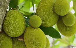 Loại cây lá rộng, quả vàng lúc lỉu, trồng 1 cây đủ nuôi cả nhà 3 thế hệ, cho bóng mát lại mang tiền cho chủ