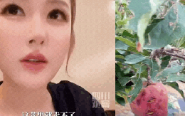 Triệu Lộ Tư giải cứu 600 tấn táo ế, Trung Quốc 1,4 tỷ dân phải gọi cô là "thánh nữ bán hàng"!