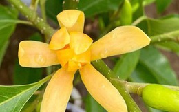 Lộc trời được ví "đắt hơn vàng", nở đẹp hơn huệ tây, giữ hương lâu nhất trong thế giới hoa cảnh