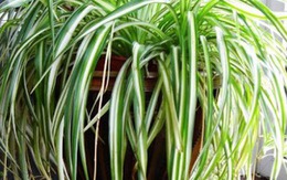1 cây cảnh hơn 10 chậu trầu bà, lá dày tán rộng, lọc không khí đỉnh như "anh hùng", hút lộc dồi dào cho gia chủ