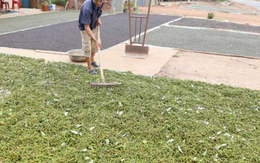 Mỹ liên tục săn lùng một 'báu vật' nông sản của Việt Nam: Nước ta xuất khẩu vượt xa cả thế giới, thu về gần nửa tỷ USD kể từ đầu năm Mỹ liên tục săn lùng một 'báu vật' nông sản của Việt Nam: Nước ta xuất khẩu vượt xa cả thế giới, thu về gần nửa tỷ USD kể từ đầu năm