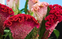 1 cây này hơn 10 chậu hoa trạng nguyên, rực rỡ như pháo hoa đêm xuân, nở hơn 100 ngày mỗi năm