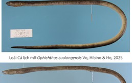Hai “kho báu sống” dưới đáy biển Việt Nam lần đầu được phát hiện: Giới khoa học lập tức lên tiếng bảo vệ