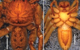 Hai loài chưa từng có trong danh mục khoa học được phát hiện ở độ cao trên 1.000m tại Việt Nam