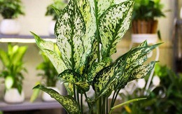 Ông bà dặn: Nhà có cây xanh, người có sức khỏe, con cháu làm ăn lãi lớn - 4 cây này xứng đáng được rước vào nhà