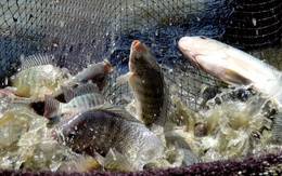 4 loại cá là "báu vật omega-3", giàu canxi mà giá rẻ hơn cá hồi, nếu gặp ở chợ thì nên mua ngay