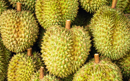 Đối thủ của Việt Nam, Thái Lan liên tục ra mắt giống sầu riêng mới: Đã có hơn 200 giống được đăng ký, hướng đến xuất khẩu sang Ấn Độ, Úc, châu Âu Đối thủ của Việt Nam, Thái Lan liên tục ra mắt giống sầu riêng mới: Đã có hơn 200 giống được đăng ký, hướng đến xuất khẩu sang Ấn Độ, Úc, châu Âu