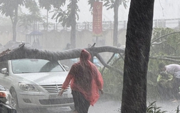 Cây đổ đè trúng người lái xe máy trong cơn mưa dông ở Hà Nội