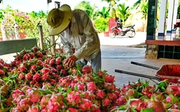 Nghịch lý tiêu chuẩn kép nông sản Việt - kỳ 1: Lo chuẩn ngoại, quên chuẩn nội?