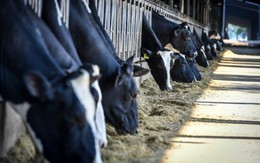 TH true MILK và khát vọng tự chủ nguồn sữa tươi nguyên liệu cho Việt Nam