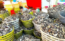 Chuyện gì đang xảy ra với hàu Quảng Ninh?