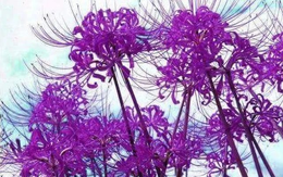 Một mã bất động sản tăng kịch trần 40% trong ngày chào sàn, vốn hóa công ty chạm mốc nghìn tỷ