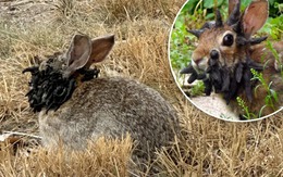 Sinh vật mọc 'sừng' kỳ dị liên tục xuất hiện giữa nước Mỹ: Cư dân lo sợ khiến giới khoa học vào cuộc