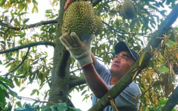 Sầu riêng sượng nước, nông dân Đắk Lắk bất lực nhìn giá rớt thảm