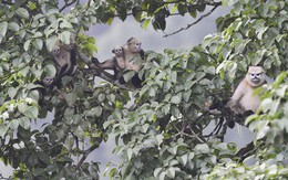 5 loài động vật tưởng đã tuyệt chủng bất ngờ xuất hiện trở lại ở Việt Nam: có loài đã biến mất 11 triệu năm