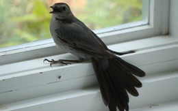 5 dấu hiệu nhà quý hơn cả vàng ròng, chuyển đi hay bán đều phí lộc trời ban