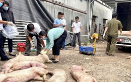 Ổ dịch tả heo châu Phi tăng 187%, Đồng Nai chỉ đạo "nóng"