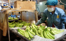 Loại quả "trăm triệu USD" của Việt Nam lọt Top 10 thế giới: Riêng Trung Quốc chốt đơn 1,69 triệu tấn