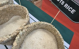 Thông tin mới nhất về việc Philippines tạm ngừng nhập khẩu gạo