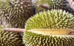 Nhiều doanh nghiệp Trung Quốc sắp đến TP HCM mua sầu riêng